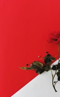 Close-up of red flowering plant