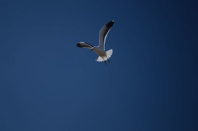 Low angle view of bird flying against clear blue sky