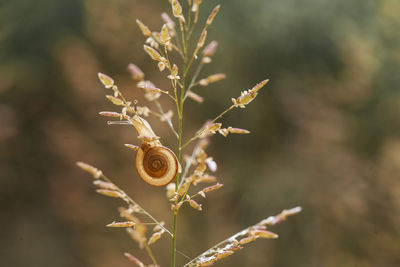 Close-up of snail on plant