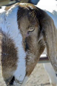 Close-up of a cat