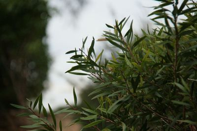 Close-up of fresh green plant