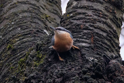 Close-up of bird perching on tree trunk