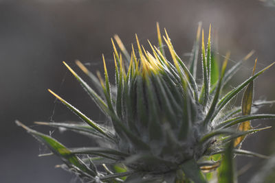 Close-up of fresh green plant