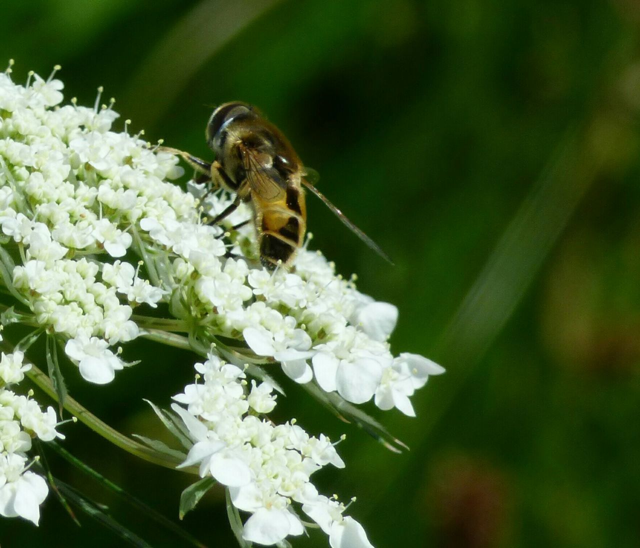 animal themes, one animal, animals in the wild, flower, insect, wildlife, freshness, fragility, pollination, focus on foreground, beauty in nature, petal, growth, close-up, nature, bee, white color, plant, flower head, symbiotic relationship