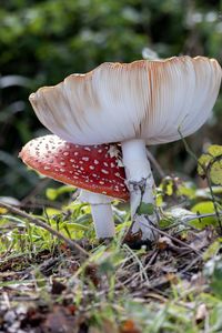 Close-up of mushroom growing on field