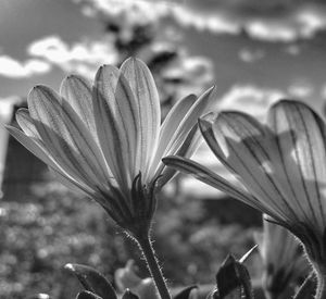 Close-up of flowers