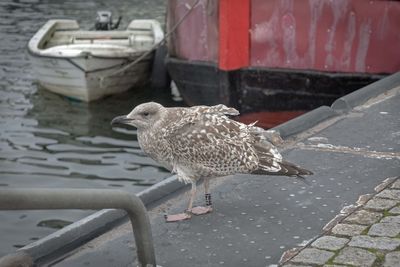 Close-up of seagull perching on metal
