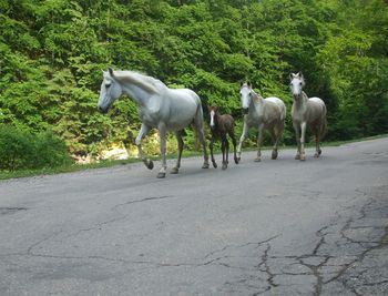 Horses in pasture