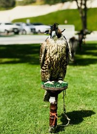Qatar - falcon on grass