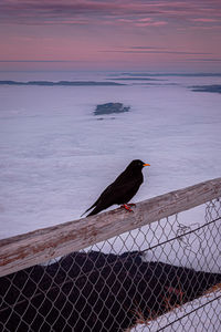 Bird perching on railing against sea