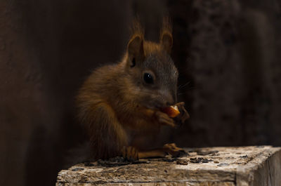 Close-up of rabbit eating food