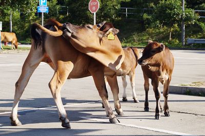 Close-up of cows on street