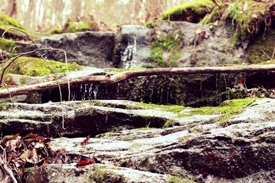 Close-up of water flowing in forest