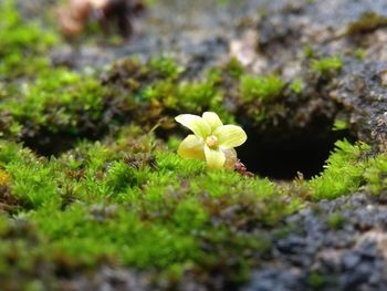 Close-up of flowers blooming in field