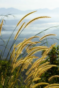 Close-up of stalks against sky