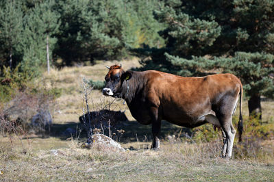 Cows standing in a field