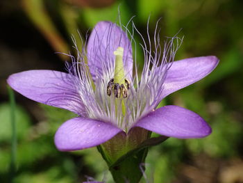 Close-up of purple flower