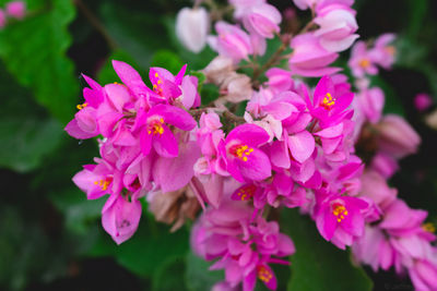 Close-up of pink flowers