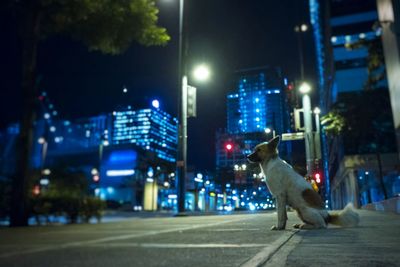 Dog on illuminated city street at night