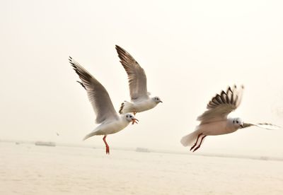 Seagulls during winter at varanasi