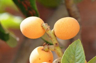 Close-up of orange fruits on tree