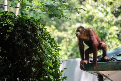 Monkey sitting on tree