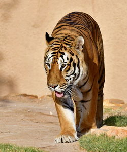 Tiger in a zoo