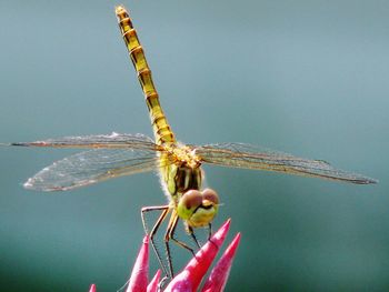 Close-up of dragonfly on rope