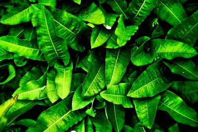 Full frame shot of fresh green leaves