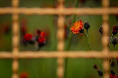 Close-up of red flowering plant in field