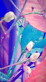 Close-up of leaves against blue sky