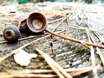 Close-up of snail on land