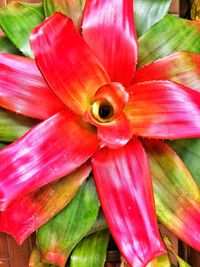 Close-up of day lily blooming outdoors