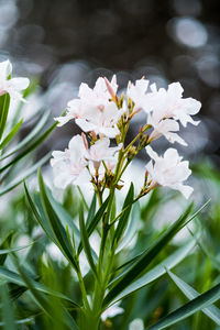 Close-up of white flowering plant