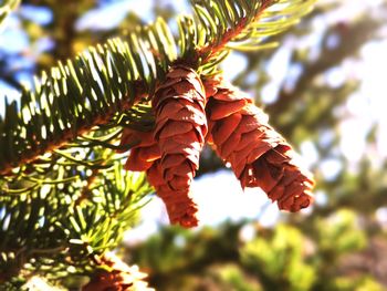 Close-up of autumn leaves on tree