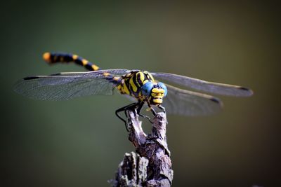 Close-up of dragonfly on plant