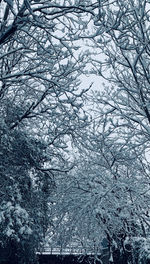 Full frame shot of snow covered plants