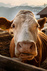 Close-up of cow