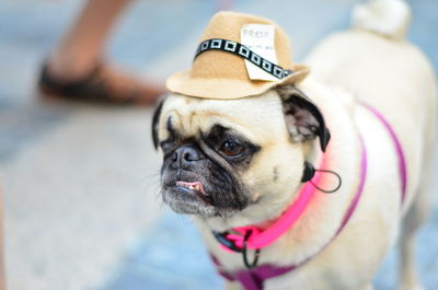 Close-up of a dog