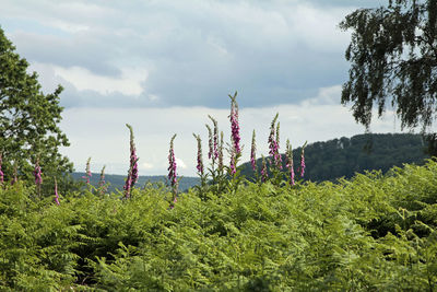 Plants growing on land against sky