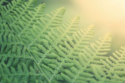 Close-up of fern leaves