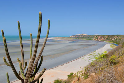 Plants growing on beach against clear blue sky