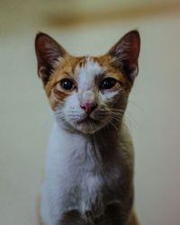 Close-up portrait of cat