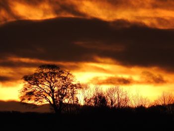 Silhouette trees against dramatic sky during sunset