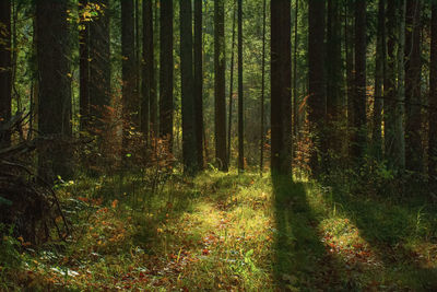 Trees growing in forest