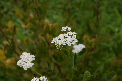 Close-up of white flowers