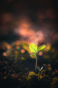 Close-up of small plant growing on field