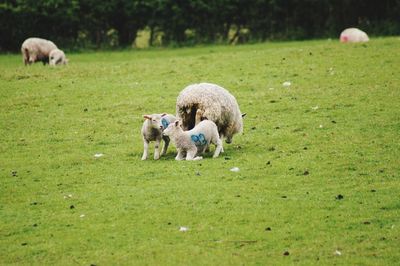 Sheep in a field