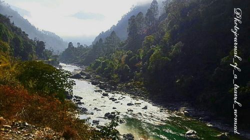 River flowing through forest