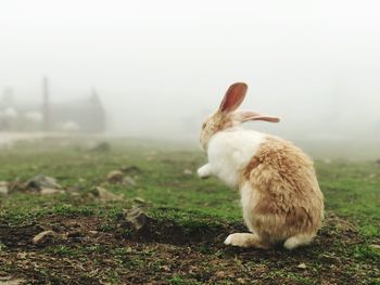 View of a rabbit on field